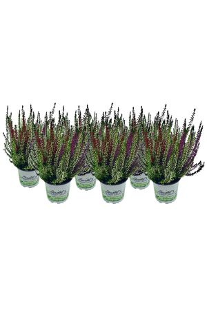6 Calluna vulgaris, Winterheide dreifarbig rot-weiß-lila, Besenheide