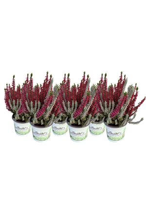6 Calluna vulgaris, Winterheide "Twin Kiss", Besenheide