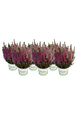 6 Calluna vulgaris Trios Wildberry, Besenheide, Winterheide, Beauty Lady´s im Topf 