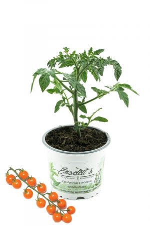 Cherrytomate 'Honeycomb'