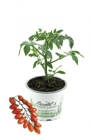 Cherrytomate 'Trilly F1'