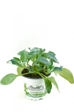 AUSTERNPFLANZE 'MERTENSIA MARITIMA'