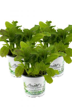 3er Set  Blattsenf Pflanze, BRASSICA JUNCEA, Aus Nachhaltigem Anbau!