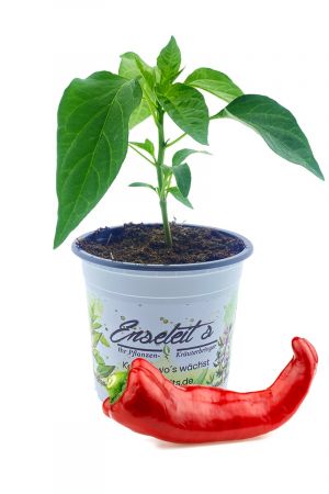 "Bullhorn"-Peperoni, extrem große Chili, Capsicum Annuum im Topf frisch aus der Gärtnerei Enseleit 