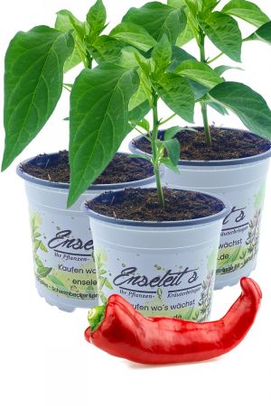3x "Bullhorn"-Peperoni im Dreierpack, extrem große Chili, Capsicum Annuum im Topf frisch aus der Gärtnerei Enseleit 