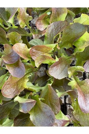 Eichblattsalat rot, 10 Salat Jungpflanzen, Pflücksalat Eichenlaubsalat, Lactuca sativa var. acephala