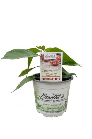 Carolina Reaper - Chili Pflanze aus der Gärtnerei Enseleit