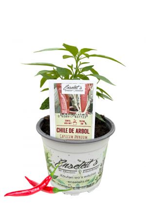 Chile de Arbol - Chili Pflanze aus der Gärtnerei Enseleit