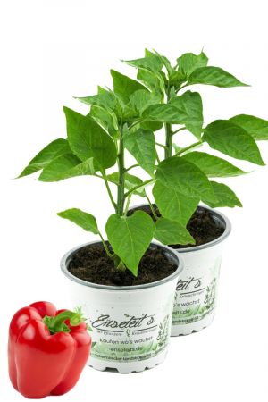 2er Set Rote Blockpaprika "Indired F1" im 12cm Topf, frische Paprika Pflanze, Paprikapflanzen F1 Sorten