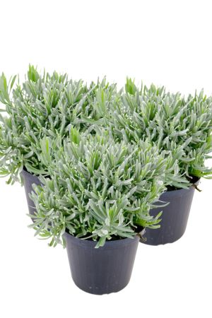 3er Set Italienischer Lavendel 15cm Topf, echter Lavendel Pflanze, Lavendula Angustifolia