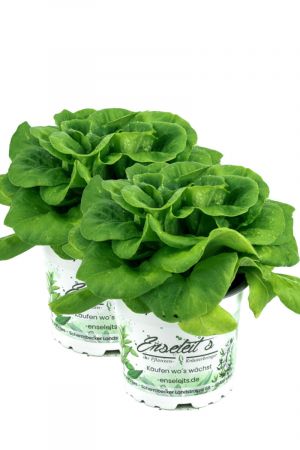 2er Set Pflücksalat grün, Salatpflanze im 12cm Topf, Lactuca sativa var. capitata