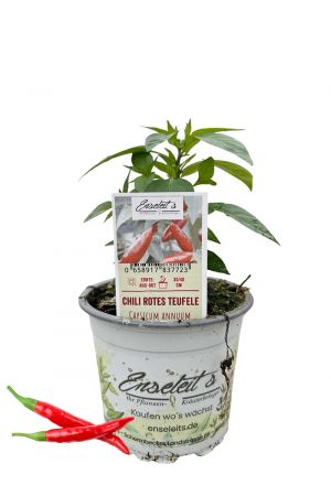 Rotes Teufele - Chili Pflanze aus der Gärtnerei Enseleit