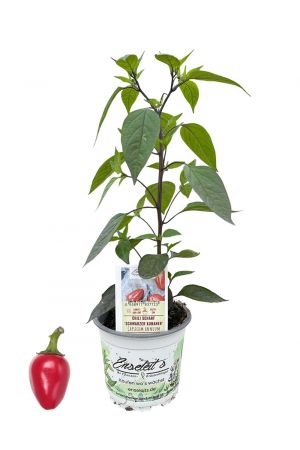 Schwarzer Kubaner  - Chili Pflanze aus der Gärtnerei Enseleit