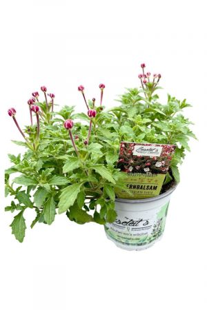 Sternbalsam Plectranthus neochilus Pflanze aus nachhaltigem Anbau