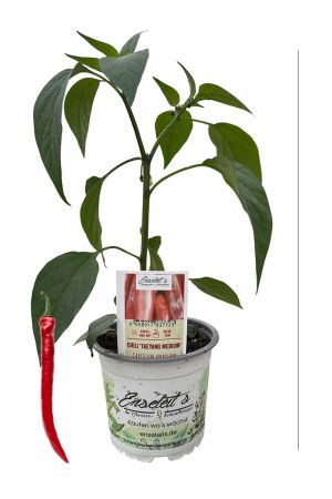 Taeyang Medium - Chili Pflanze aus der Gärtnerei Enseleit