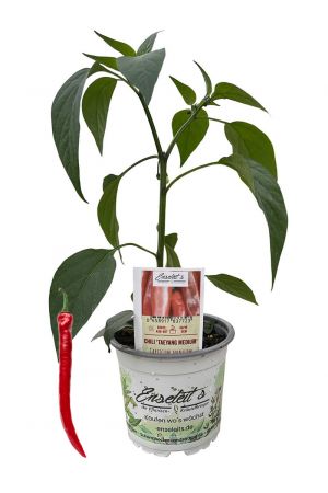 Taeyang Medium - Chili Pflanze aus der Gärtnerei Enseleit