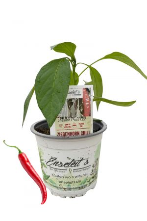 Ziegenhorn Chili - Chili Pflanze aus der Gärtnerei Enseleit
