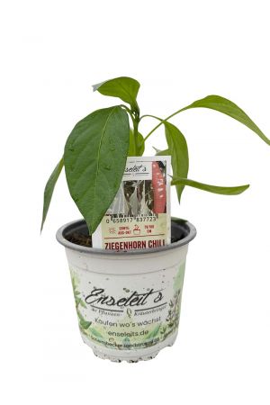 Ziegenhorn Chili - Chili Pflanze aus der Gärtnerei Enseleit