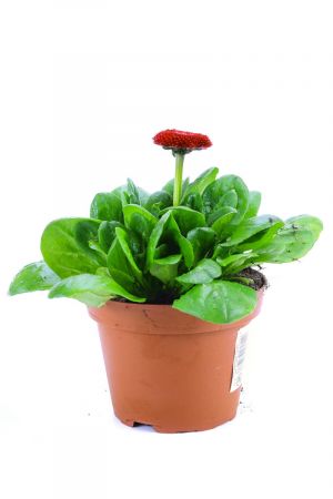 Bellis Perennis rot, Bellis Pflanze Gänseblümchen aus eigener Gärtnerei ! 