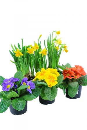 Frühlingsblumen Set N, 3 Primeln & 2 Narzissen