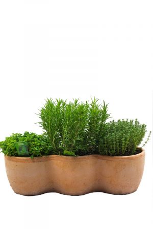 Kräuterkasten Mediterran, Terracotta Kasten incl.  je 1 Kräuter Pflanze  Rosmarin, Thymian  und Oregano 