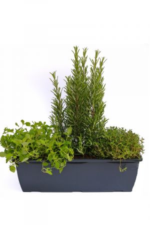 Kräuterkasten für 'Pizza & Grill' 40cm Anthrazitkasten mit je 1er Kräuter Pflanze: Oregano & Thymian & Rosmarin