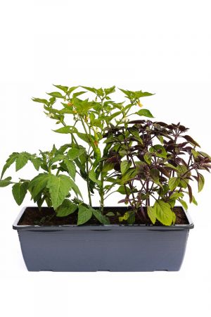 Kräuterkasten für "Salate & Grill" 40cm Anthrazitkasten mit je 1er Kräuter Pflanze: Topftomate, Peperoni & Strauchbasilikum