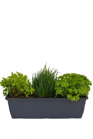 Kräuterkasten für "Salate & Suppen" 40cm Anthrazitkasten mit je 1er Kräuter Pflanze: Liebstöckel, Schnittlauch & Petersilie