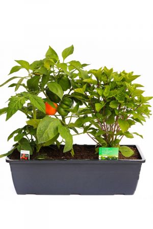 Kräuterkasten "Snack Gemüse" 40cm Anthrazitkasten mit je 1er Kräuter Pflanze: Chili Pflanze, Topftomate & Krim Basilikum