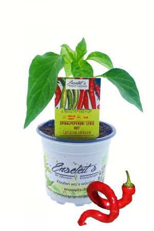 Spiralpeperoni "Lyric Hot" - Capsicum Annuum - Spiral-Chili direkt aus der Gärtnerei Enseleit