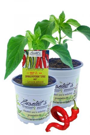 2x Spiralpeperoni "Lyric Hot" - Capsicum Annuum - Spiral-Chili im Doppelpack direkt aus der Gärtnerei Enseleit