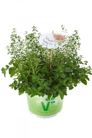 Kräuter Trio Pflanze "Pizza Mix", Rosmarin, Thymian & Oregano mit Kräuter Rezept im Schirmchen! 