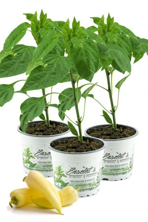 3x Spitzpaprika "Sweet Banana",Capsicum annuum,frischer Paprika