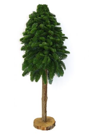 Handgesteckter Tannenbaum auf einer Baumscheibe, 40cm hoch, Abies, Echte Nordmanntanne, Nobilistanne 