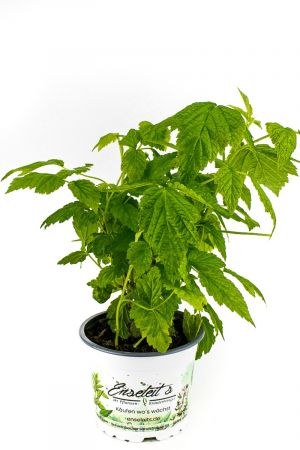 FRUCHTIGE HIMBEERE, RUBUS IDAEUS ‘LITTLE SWEET SISTER‘