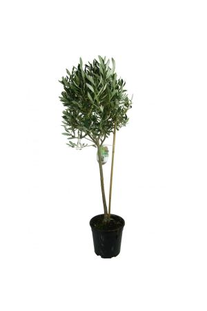 Olivenbaum, Oliven Stamm (Olea europaea) inkl. Topf ca.80-100cm 