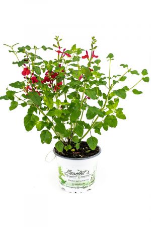 Johannisbeer-Salbei, Salvia microphylla, Kräuter Pflanze