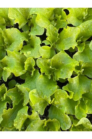 Pflücksalat Lollo Bionda, 10 Salat-Jungpflanzen , Lactuca sativa var. crispa, Frische Salatjungpflanzen 