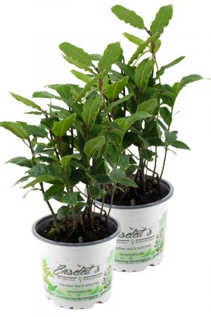 2er Set Lorbeer Pflanze , Gewürzlorbeer aus Nachhaltigem Anbau, frische Kräuter Pflanze 9cm Topf
