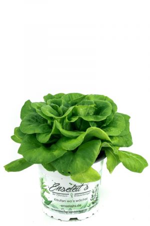 Pflücksalat grün, Salatpflanze im 12cm Topf, Lactuca sativa var. capitata