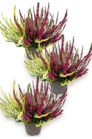 Calluna vulgaris, Winterheide, Besenheide, Trios im 11er Topf, 3Pflanzen