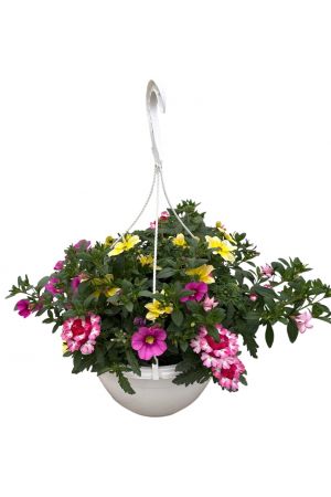 Sommerblumen Ampel Mix Nr.4, gelb-blau-pink, Petunia-Verbena-Gänseblümchen