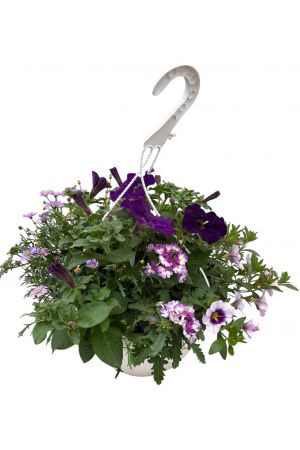 Sommerblumen Ampel Mix Blau-Weiß Petunien, Verbenen & Blaues Gänseblümchen