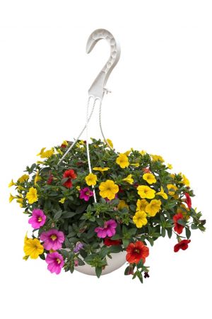 Sommerblumen Ampel Mix Nr.3, Orange-Pink-Gelb, Zauberglöckchen, Minipetunien