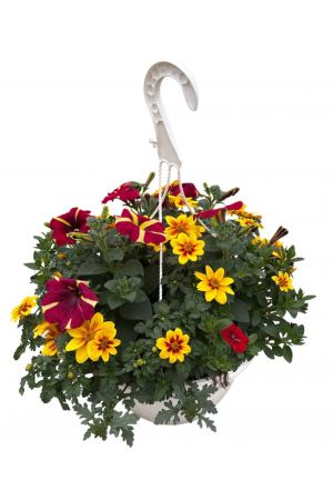 Sommerblumen Ampel Mix Amore-Mio, Petunia-Verbena-Gänseblümchen