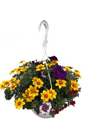 Sommerblumen Ampel Mix Summerfresh, Petunia-Verbena-Beedance