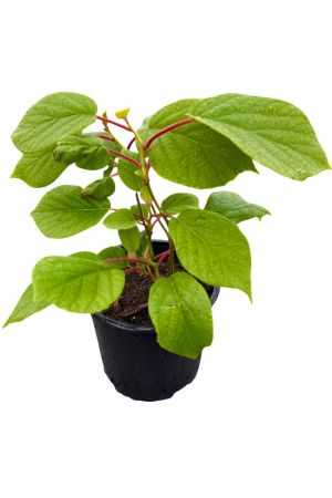 Kiwi Actinidia arguta ‚Herma‘ im 2 L Container 