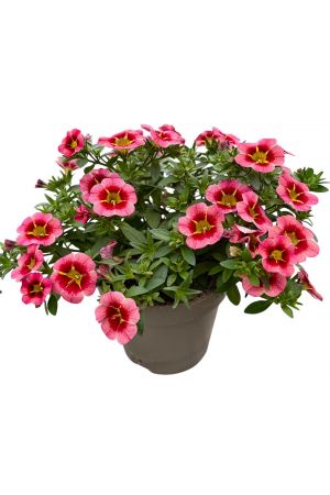 Zauberglöckchen Orange-Rosa,  Million Bells  (Calibrachoa  Hybriden)