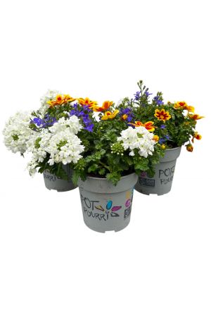 Sommerblumen 3er Trio Set, weiß-blau-gelb (Bidens, Lobelia, Verbene)