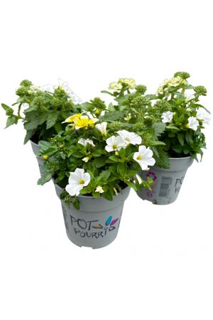 Sommerblumen 3er Trio Set, weiß-creme-gelb (Verbene, Zauberglöckchen, Bodens)